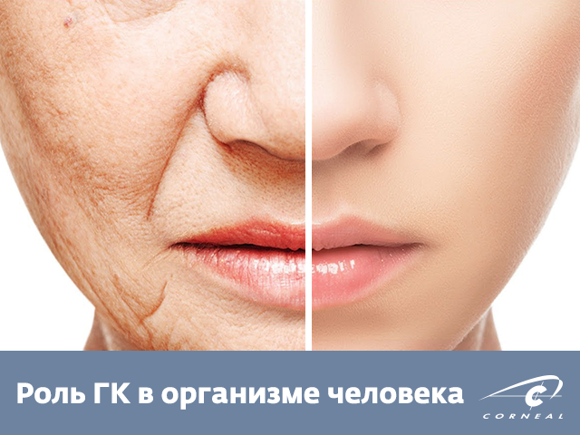 Роль ГК в организме человека