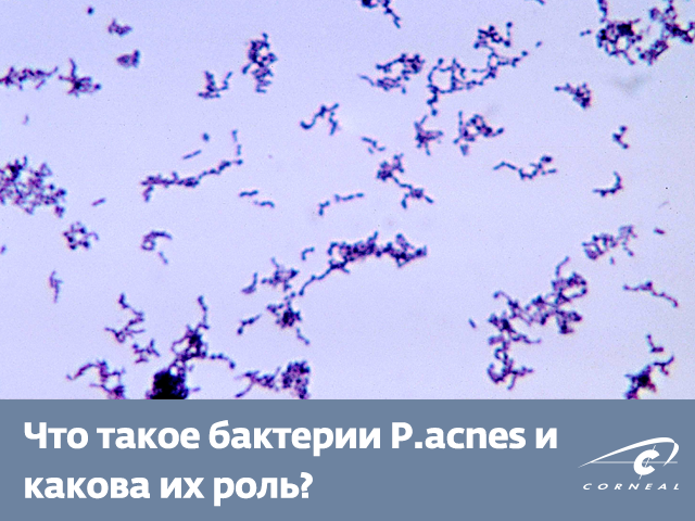 Что такое бактерии P.acnes и какова их роль?